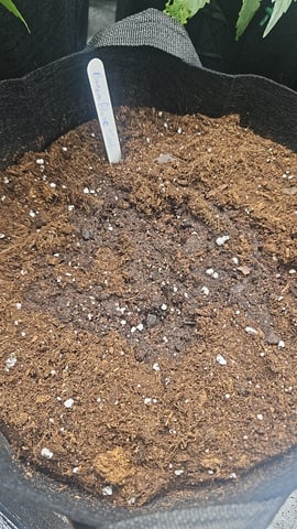 banana blaze  — grow_setup, day 3