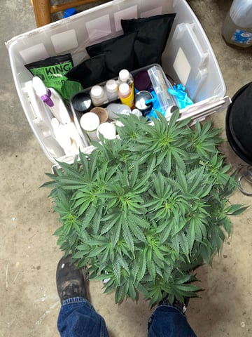 Autos and sour diesel! — vegetative, day 29