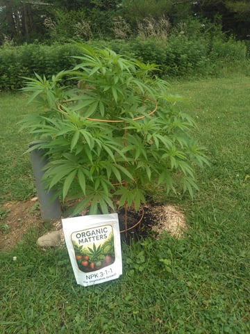 Motorbreath 15 — vegetative, day 52