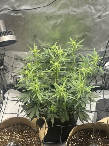 3x3 Grow — seedling_rooting, day 10