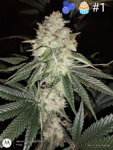 Blueberry Cupcake -- Humboldt County (pheno hunt/clone run)