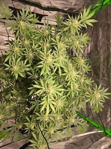 First grow — flower, day 98