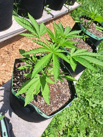 Bucket List Grow #2 — vegetative, day 32