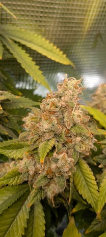 1st grow continued  — flower, day 58