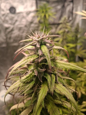 Panama Red Regular Jamaican Landraces — flower, day 56