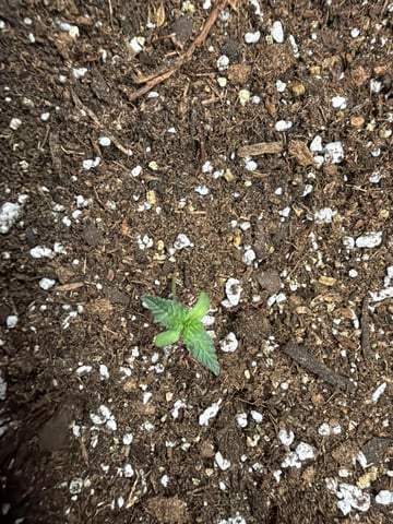 P And Z — vegetative, day 32