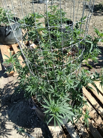 first 4 — vegetative, day 11