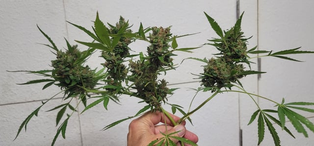 Poison Rainbows — harvest, day 165