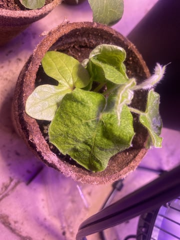 Grow 1
