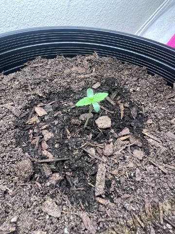 gorilla glue x sky walker  — seedling_rooting, day 3