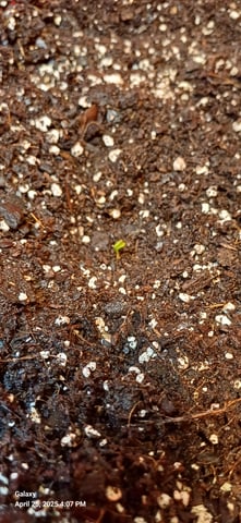 First Grow — seedling_rooting, day 5