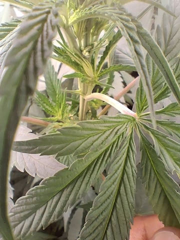 Panama Red Regular Jamaican Landraces — flower, day 16