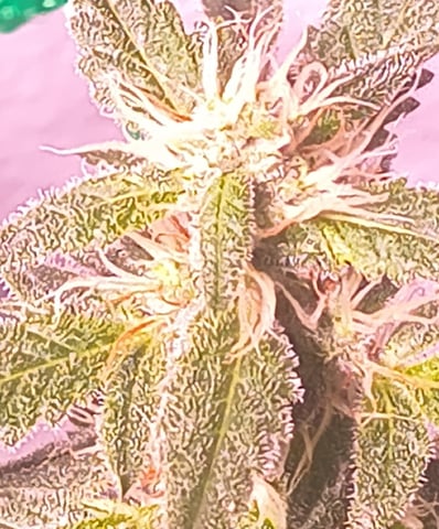 pineapple Express  — flower, day 18
