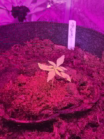 1st Ever Grow — vegetative, day 22