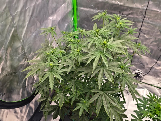 2nd grow round 2 — flower, day 57