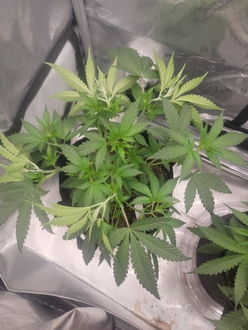 my first grow — vegetative, day 38