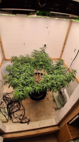 Here We Go Again 😎, This Should Be Good. 🤞👁️👁🤞 — grow_setup, day 34
