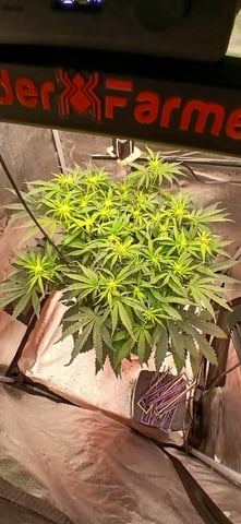 newest ggs setup grow — flower, day 41