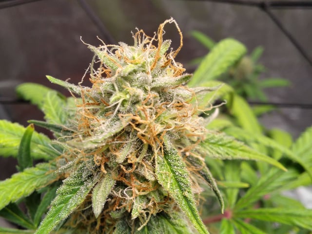 My First Grow — grow_setup, day 57