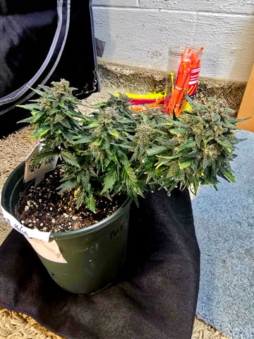 Fast Buds - Purp Lemonade — flower, day 66