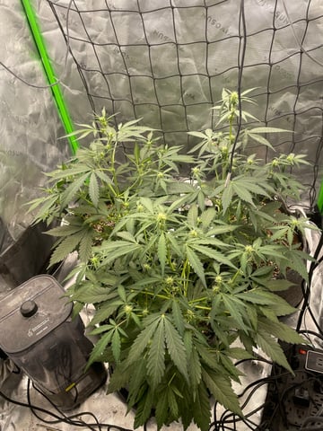 Royal Dwarf — flower, day 37