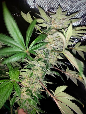 My First Home Grow  — flower, day 109