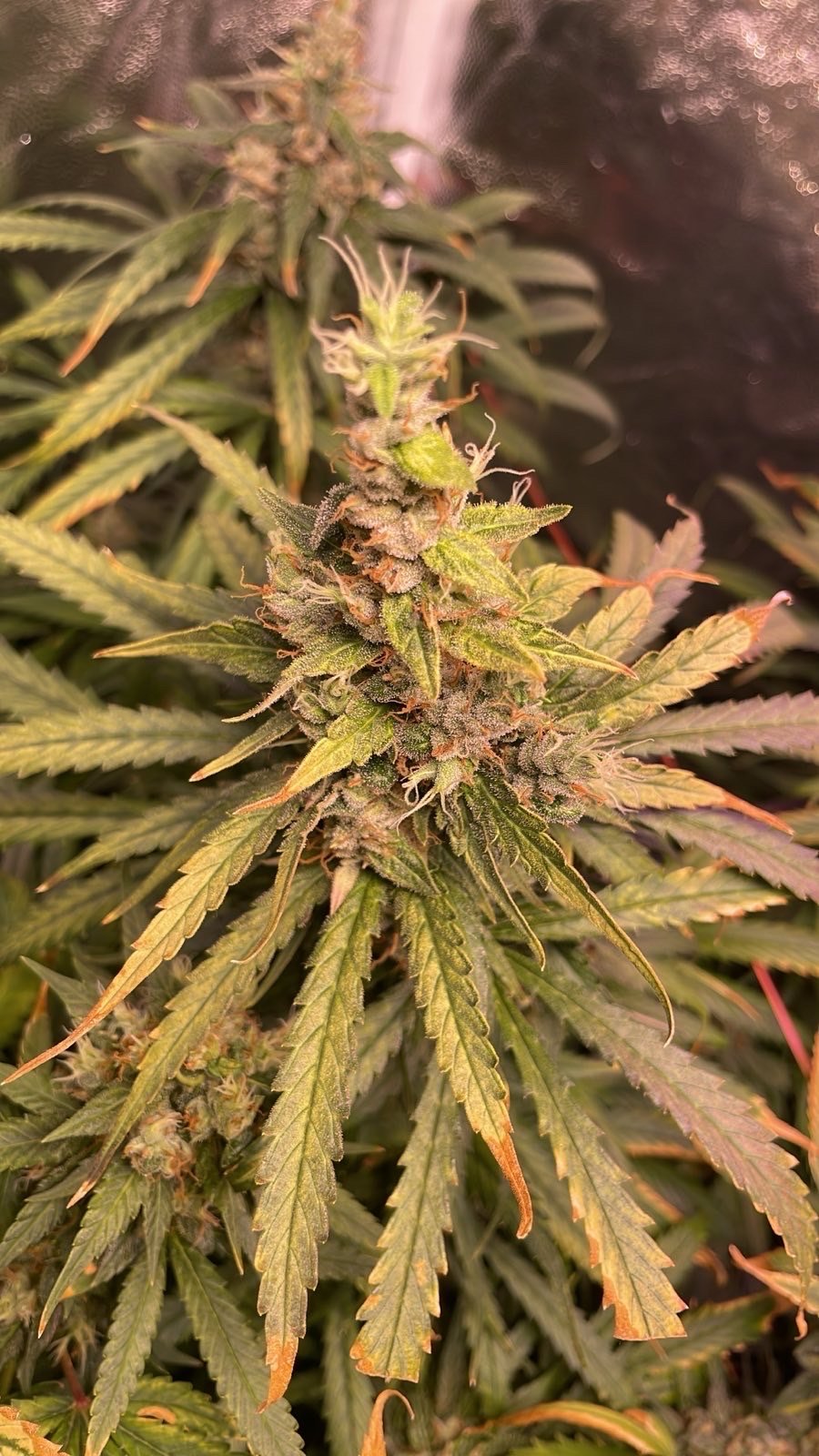 Skunk #11 + Skywalker Haze