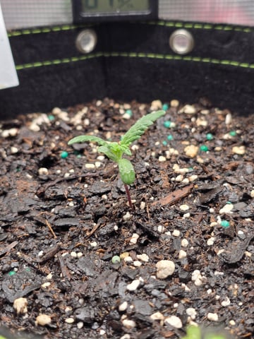 blue dream auto — vegetative, day 11