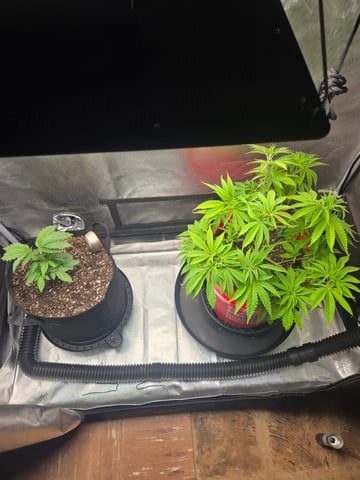 First Grow — vegetative, day 1