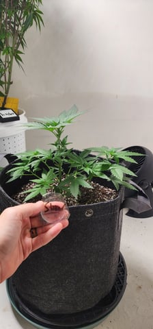 Orange cream pop and sour strawberry — vegetative, day 35