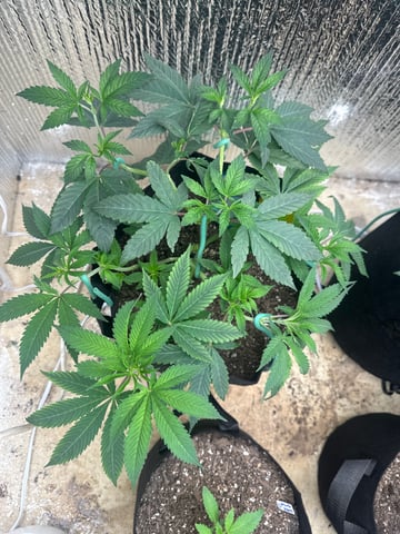 trying some bag seeds — vegetative, day 15