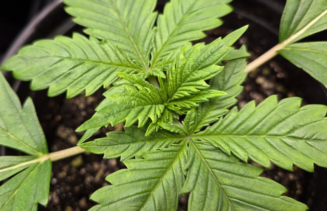 Banana Kush / Durban Poison / C99-Riddle OG — vegetative, day 12