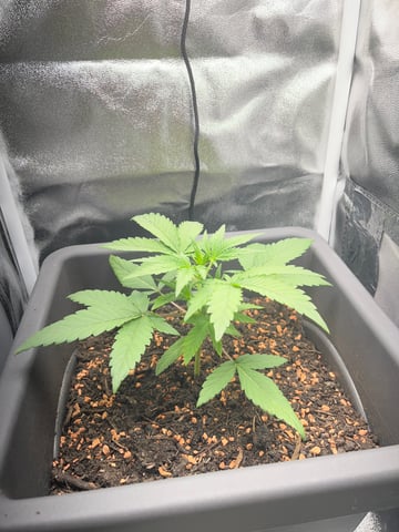 test 1 vanilla gelato — vegetative, day 15