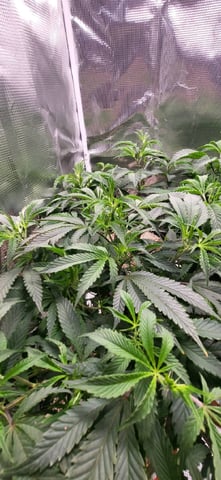 1st grow indoors(cardboard box to 2x2x4 to 5x5x6) — vegetative, day 47