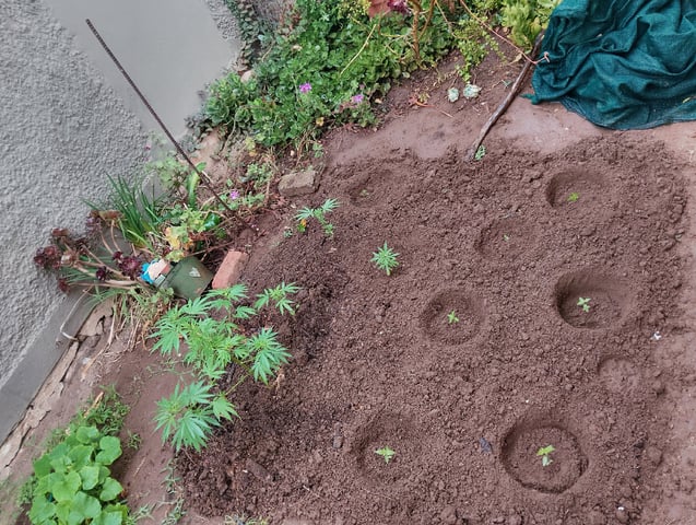 imrich se grooi  — vegetative, day 1