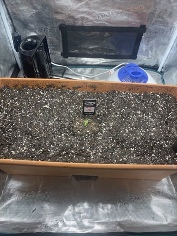 OG White Widow — seedling_rooting, day 19