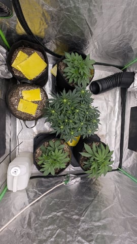 Perpetual Autoflower Mixed Grow #3 — germination, day 29