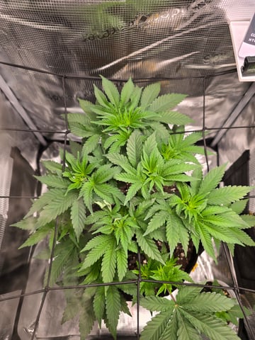 Northern lights #10 (Alaska) — vegetative, day 31
