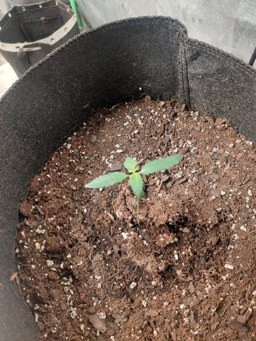 Growing  A New One — vegetative, day 22