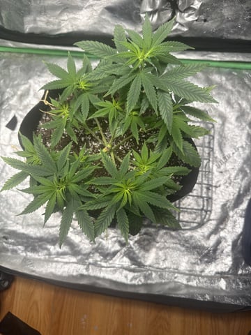 Veg2-3 Week Old Cereal Milk Fem — grow_setup, day 6