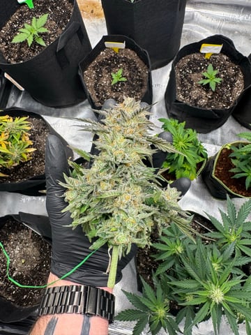 SSH and BD — harvest, day 72