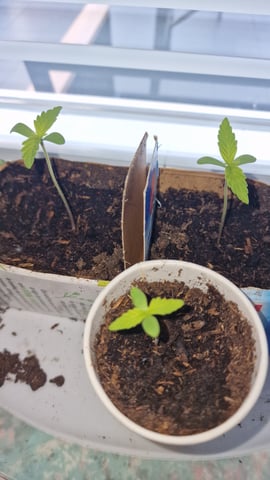 first plant — seedling_rooting, day 11