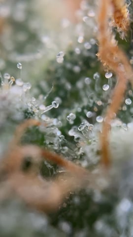 2025-26 harvest INDOOR — flower, day 145