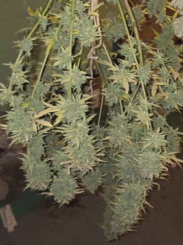 3rd Auto Grow — flower, day 123