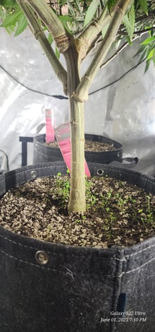 Foundational Legend — flower, day 138