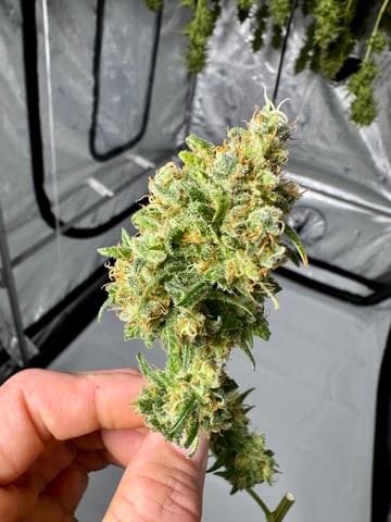 XJ-13 x Pennywise — harvest, day 152