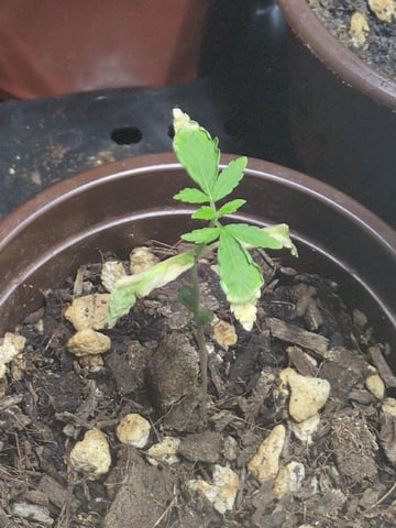 Audrey III — seedling_rooting, day 17