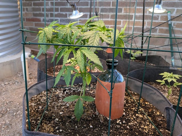 October Start — vegetative, day 53