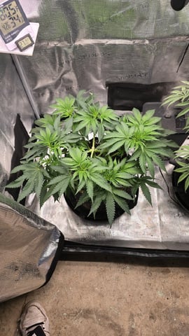 mc nuggets r1 — flower, day 45