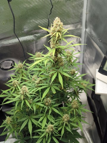 Pineapple Express  — flower, day 65
